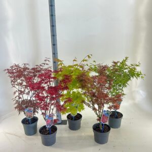 Acer palmatum Acer palmatum mix P19 (minimum order one layer)
(1 Plants/Order)(19cmP 70cmH)