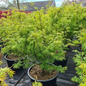 Acer palmatum Seiryu Acer palmatum 'Seiryu'
(1 Plants/Order)(59cmP 170cmH)