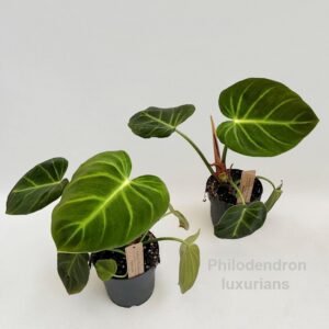 Philodendron Philodendron luxurians 14cm
(6 Plants/Order)(14cmP 30cmH)