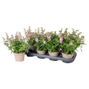Angelonia Serena Lavender Angelonia pink
(8 Plants/Order)(12cmP 28cmH)