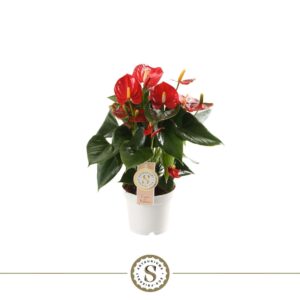 Anthurium Red Champion Red Champion 12cm
(6 Plants/Order)(12cmP 40cmH)