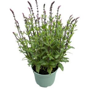 Salvia nemorosa Salvia nem. 'Caradonna'
(1 Plants/Order)(23cmP 35cmH)