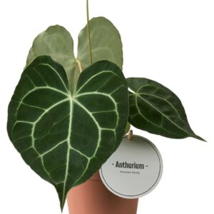 Anthurium clarinerviu Anthurium Clarinervium
(8 Plants/Order)(12cmP 35cmH)