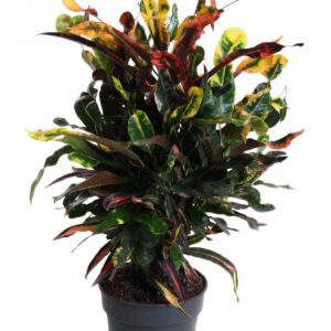 Codiaeum Mammi Codiaeum Mammi busch P19
(1 Plants/Order)(19cmP 60cmH)