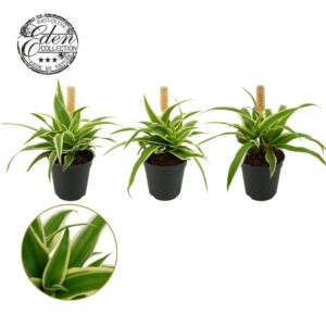 Chlorophytum Ocean Chlorophytum Ocean 5,5cm
(20 Plants/Order)(5.5cmP 10cmH)