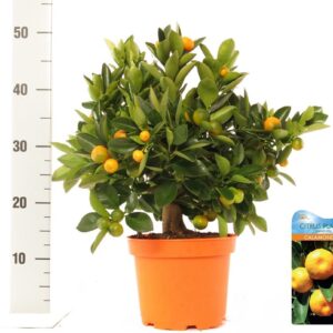 Citrofortunella x microcar Citrus Calamondin bush/stem top
(1 Plants/Order)(19cmP 50cmH)