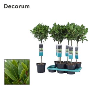 Laurus nobilis Laurus nobilis ball op stam
(6 Plants/Order)(17cmP 80cmH)