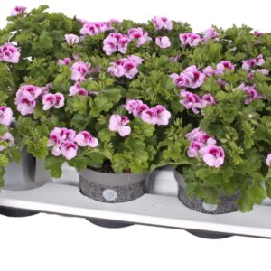 Pelargonium Pelargonium Grandifloru Pelg. Angel Lexi 12cm
(8 Plants/Order)(12cmP 25cmH)
