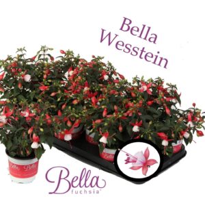 Fuchsia Bella Fuchsia Hilda Bella Fuchsia 'Petra' ( hang )
(12 Plants/Order)(10.5cmP 20cmH)