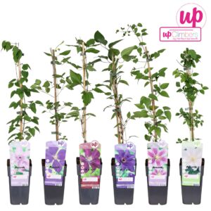 Clematis Clematis mix laag Big Headed P15
(10 Plants/Order)(15cmP 65cmH)
