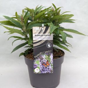 Buddleja Buddleja Buddleja 'Butterfly Candy' lilac Sweetheart' 17 cm
(6 Plants/Order)(17cmP 40cmH)