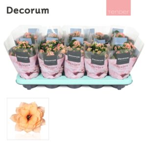 Kalanchoe Serenity apricot Kalanchoe Decorum TENDER - Serenity apricot
(10 Plants/Order)(10.5cmP 23cmH)