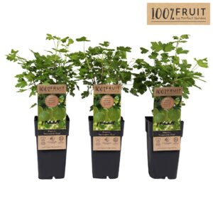 Ribes uva-crispa Hinnonmäki Grön Ribes uva-crispa Hinnonmäki Grön P15
(10 Plants/Order)(15cmP 65cmH)