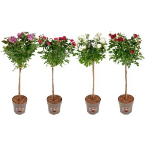 Rosa mixkar Stamrozen P23 mix
(1 Plants/Order)(23cmP 115cmH)