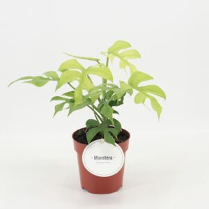 Rhaphidophora tetras Rhaphidophora Tetrasperma Goldrush
(6 Plants/Order)(12cmP 25cmH)