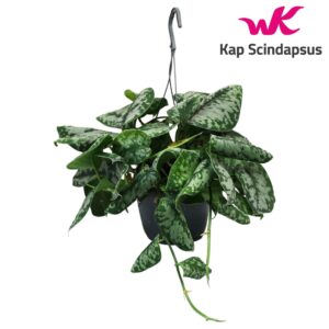 Scindapsus Trebie Scindapsus (Epipremnum) Trebie Hang Teruggeknipt
(6 Plants/Order)(15cmP 35cmH)
