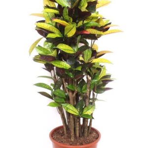 Codiaeum Mrs Iceton Codiaeum Iceton (Croton)
(1 Plants/Order)(27cmP 110cmH)