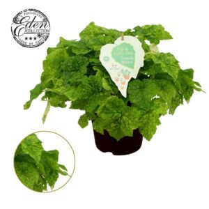 Tolmiea menziesii Tolmiea Menziesii 15cm
(3 Plants/Order)(15cmP 25cmH)