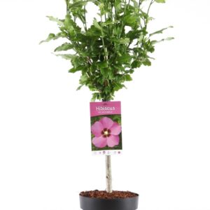 Hibiscus syriacus Woodbridge Hibiscus syr. 'Woodbridge' stam 30
(1 Plants/Order)(19cmP 95cmH)