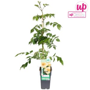 Campsis radicans Flava Campsis radicans Flava (geënt) P15
(10 Plants/Order)(15cmP 65cmH)