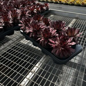 Sempervivum Chick Charms mixed Chick Charms "Chocolatte"
(8 Plants/Order)(12cmP 14cmH)