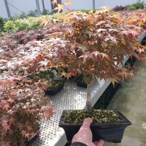 Acer palmatum Deshojo Acer palmatum deshojo, Pot 23cm.
(1 Plants/Order)(23cmP 45cmH)
