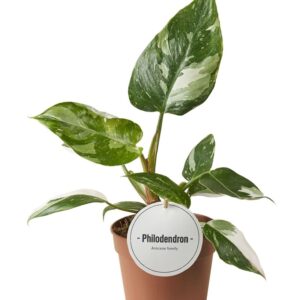 Philodendron Philodendron White Princess
(8 Plants/Order)(12cmP 30cmH)