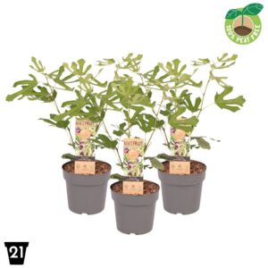 Ficus carica Ficus carica 'Little miss Figgy'®
(1 Plants/Order)(21cmP 60cmH)