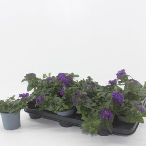 Verbena Lascar Purple Verbena purple
(12 Plants/Order)(10.5cmP 15cmH)
