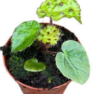 Begonia Begonia Ferox
(14 Plants/Order)(8cmP 12cmH)