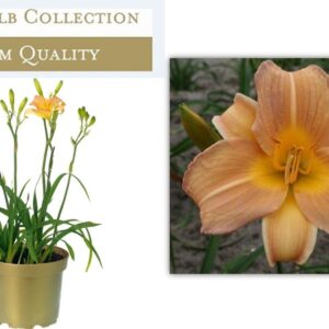 Hemerocallis Hemerocallis Orange
(6 Plants/Order)(17cmP 45cmH)