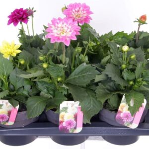 Dahlia Beach Dahlia Pompon Beach mix
(6 Plants/Order)(17cmP 45cmH)