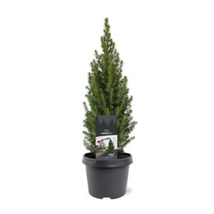 Picea Perfecta Picea glauca 'Perfecta' (pbr)
(1 Plants/Order)(19cmP 45cmH)
