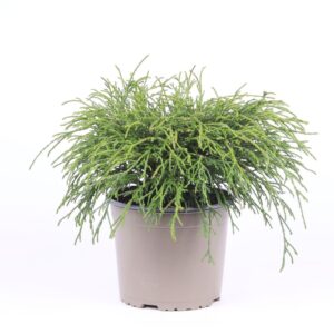 Chamaecyparis Filifera after Chamaecyparis pisifera 'Filifera Nana'
(1 Plants/Order)(17cmP 35cmH)