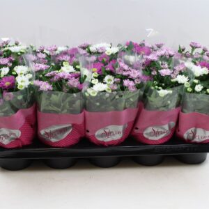 Chrysanthemum Stream Chrysanthemum Stream mix Fancy
(10 Plants/Order)(12cmP 20cmH)
