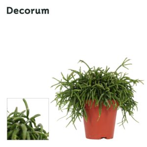 Rhipsalis baccifera 'Oasis' Rhipsalis bacci. 'Oasis' 9 cm Decorum
(12 Plants/Order)(9cmP 15cmH)