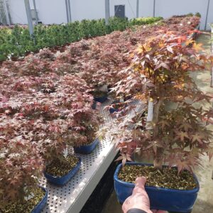 Acer palmatum Deshojo Acer palmatum deshojo, Pot 22cm.
(3 Plants/Order)(22cmP 40cmH)
