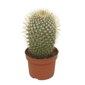 Mammillaria rhodantha subsp. rhodan Mammillaria pringlei 10,5 cm
(10 Plants/Order)(10.5cmP 15cmH)