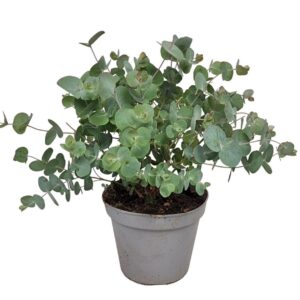 Eucalyptus gunnii Eucalyptus Silver Dollar Bush - 564
(6 Plants/Order)(14cmP 30cmH)