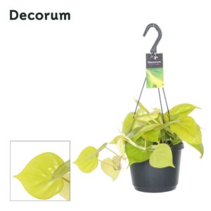 Epipremnum Golden Pothos Epipremnum pinn. 'Golden Potos'
(6 Plants/Order)(17cmP 30cmH)