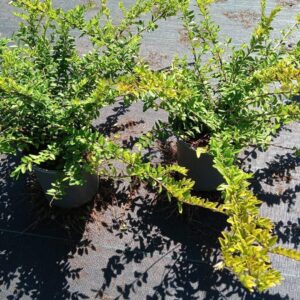 Lonicera Maigrün Lonicera nitida 'Maigrün'
(1 Plants/Order)(15cmP 25cmH)