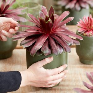 Sempervivum Chick Charms Giants Eme Chick Charms Giants Emerald Explosion
(3 Plants/Order)(18cmP 16cmH)