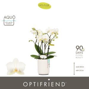 Phalaenopsis Multiflora Optifriend Sandra 4 spike in Molise White Aquo
(6 Plants/Order)(7cmP 25cmH)