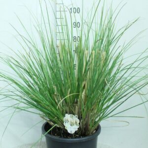 Cortaderia selloana Cortaderia selloana 'Junior' P33
(1 Plants/Order)(33cmP 100cmH)