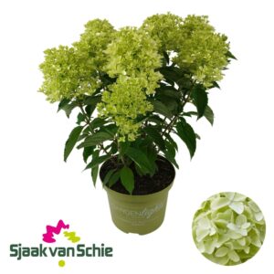 Hydrangea paniculata Whitelight Hydrangea Paniculata Whitelight 7+
(1 Plants/Order)(23cmP 55cmH)