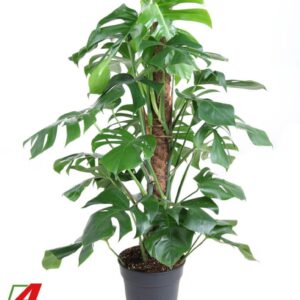 Monstera deliciosa Monstera Deliciosa mosstok P24
(1 Plants/Order)(24cmP 120cmH)