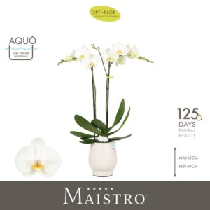 Phalaenopsis white more Ripsen Maistro Bach 2 spike 60 cm in Abruzzo White Aquo
(3 Plants/Order)(12cmP 60cmH)
