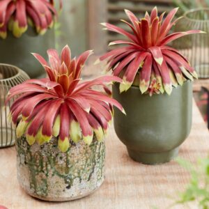 Sempervivum Chick Charms Giants Gol Chick Charms Giants "Gold Mine"
(3 Plants/Order)(18cmP 16cmH)