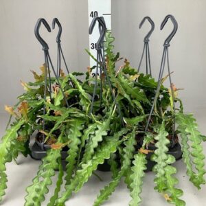 Epiphyllum anguliger Epiphyllum anguliger hang 12 cm
(6 Plants/Order)(12cmP 35cmH)