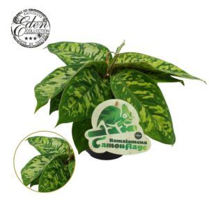 Homalomena Wallisii Camouflage Homalomena Camouflage 12cm
(4 Plants/Order)(12cmP 20cmH)